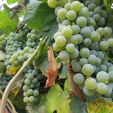 Πανσιόν U Splavu Břeclav